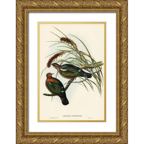 Little Green Pigeon-Chalcophaps chrysochlora Gold Ornate Wood Framed Art Print with Double Matting by Gould, John