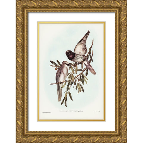 Varied Graucalus-Graucalus mentalis Gold Ornate Wood Framed Art Print with Double Matting by Gould, John