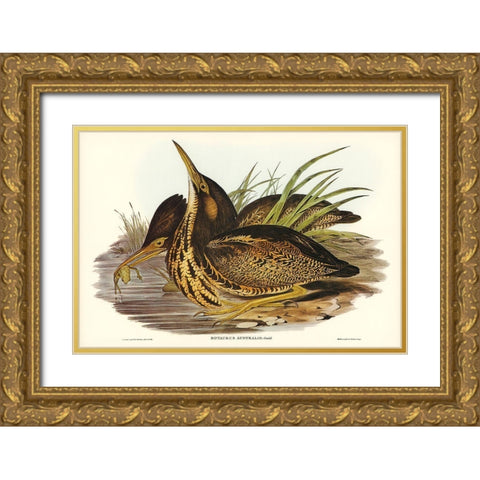 Australian Bittern-Botaurus Australis Gold Ornate Wood Framed Art Print with Double Matting by Gould, John