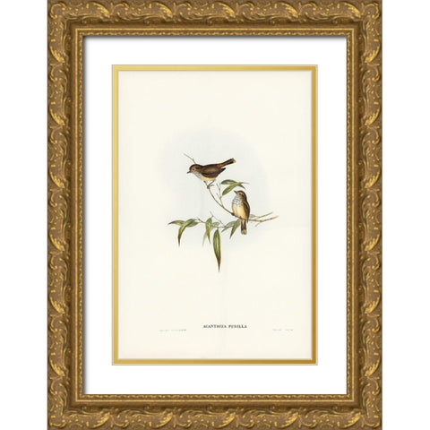 Little Brown Acanthiza-Acanthiza pusilla Gold Ornate Wood Framed Art Print with Double Matting by Gould, John