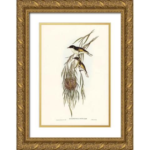 Painted Honey-eater-Entomophila picta Gold Ornate Wood Framed Art Print with Double Matting by Gould, John