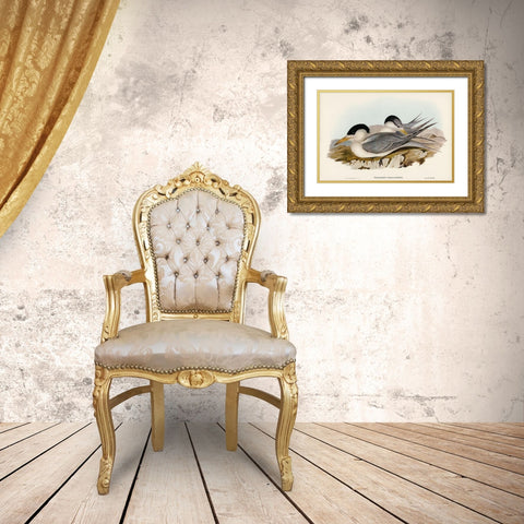 Torres Straits Tern-Thalasseus Pelecanoides Gold Ornate Wood Framed Art Print with Double Matting by Gould, John
