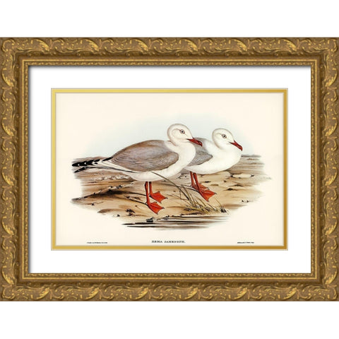 Jamesons Gull-Xema Jamesonii Gold Ornate Wood Framed Art Print with Double Matting by Gould, John