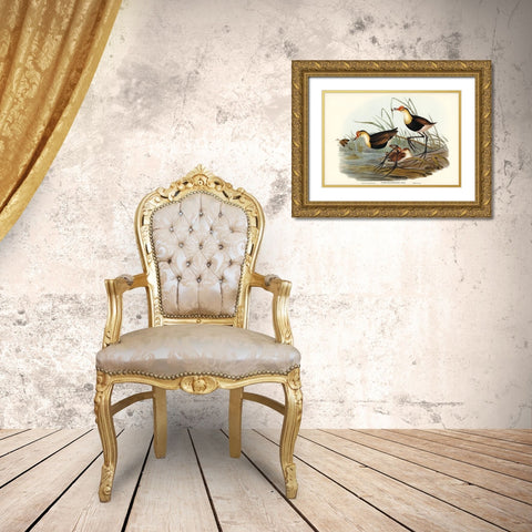 Gallinaceous Parra-Parra gallinacea Gold Ornate Wood Framed Art Print with Double Matting by Gould, John