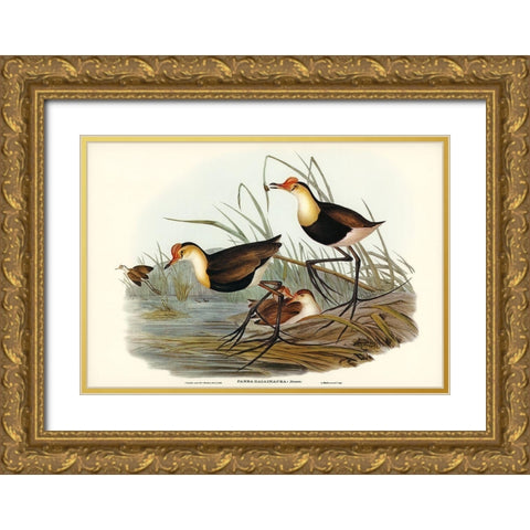 Gallinaceous Parra-Parra gallinacea Gold Ornate Wood Framed Art Print with Double Matting by Gould, John