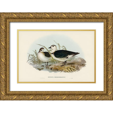 Pygmy Goose-Nettapus Coromandelianus Gold Ornate Wood Framed Art Print with Double Matting by Gould, John