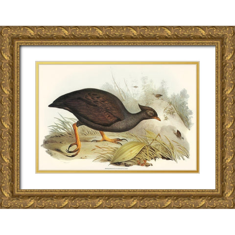Mound-raising Megapode-Megapodius Tumulus Gold Ornate Wood Framed Art Print with Double Matting by Gould, John
