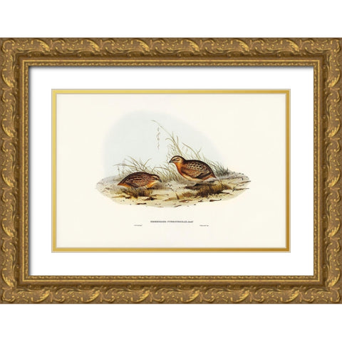Red-chested Hemipode-Hemipodius pyrrhothorax Gold Ornate Wood Framed Art Print with Double Matting by Gould, John