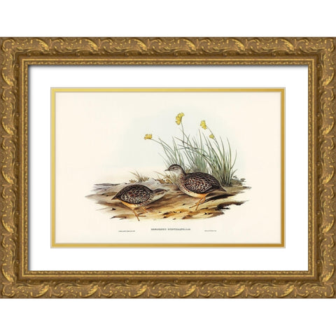 Sparkling Hemipode-Hemipodius scintillans Gold Ornate Wood Framed Art Print with Double Matting by Gould, John