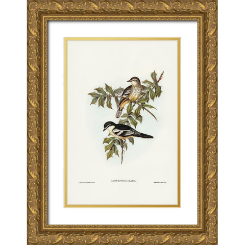 Northern cuckooshrike-Campephaga Karu Gold Ornate Wood Framed Art Print with Double Matting by Gould, John