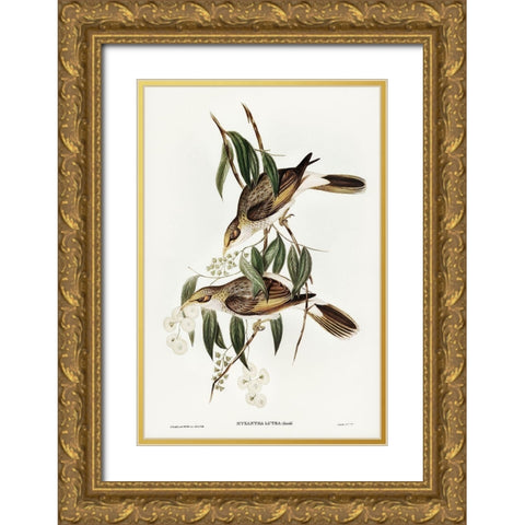 Luteous Honey-eater-Myzantha lutea Gold Ornate Wood Framed Art Print with Double Matting by Gould, John