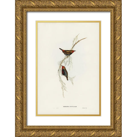 Painted Finch-Emblema picta Gold Ornate Wood Framed Art Print with Double Matting by Gould, John