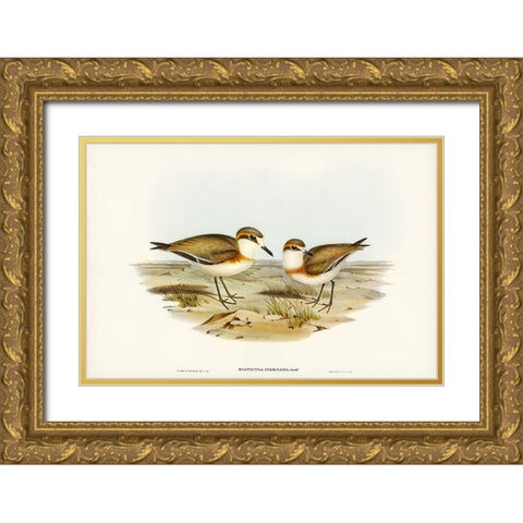 Allied Dottrel-Hiaticula inornata Gold Ornate Wood Framed Art Print with Double Matting by Gould, John