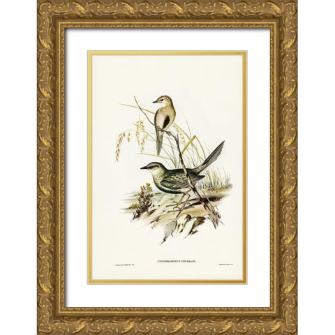 Brown Songlark-Cincloramphus cruralis Gold Ornate Wood Framed Art Print with Double Matting by Gould, John