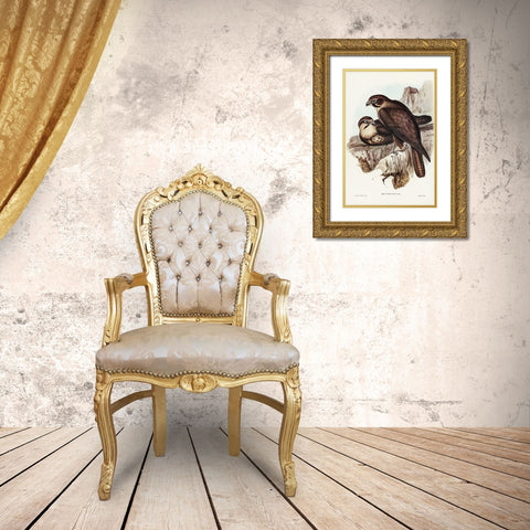 Brown Hawk-Ieracidea Berigora Gold Ornate Wood Framed Art Print with Double Matting by Gould, John