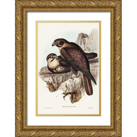 Brown Hawk-Ieracidea Berigora Gold Ornate Wood Framed Art Print with Double Matting by Gould, John