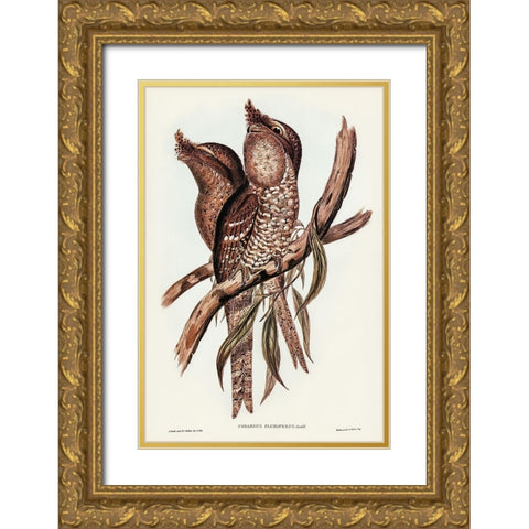 Plumed Podargus-Podargus plumiferus Gold Ornate Wood Framed Art Print with Double Matting by Gould, John