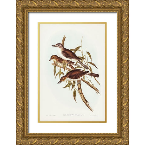 Selbyâ€™s Colluricincla-Colluricincla Selbii Gold Ornate Wood Framed Art Print with Double Matting by Gould, John