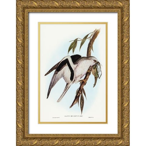 Letter-winged Kite-Elanus sciptus Gold Ornate Wood Framed Art Print with Double Matting by Gould, John