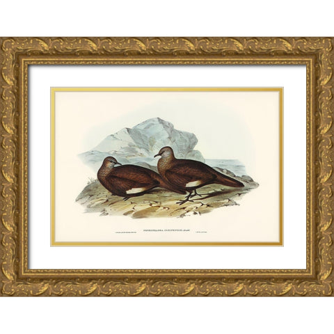 White-quilled Rock Dove-Petrophassa albipennis Gold Ornate Wood Framed Art Print with Double Matting by Gould, John