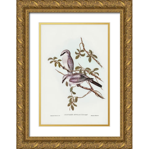 White-bellied Graucalus-Graucalus hypoleucus Gold Ornate Wood Framed Art Print with Double Matting by Gould, John