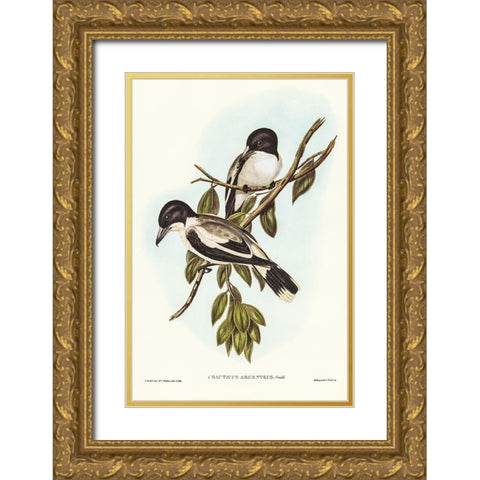 Silvery-backed Butcher-Bird-Cracticus argenteus Gold Ornate Wood Framed Art Print with Double Matting by Gould, John