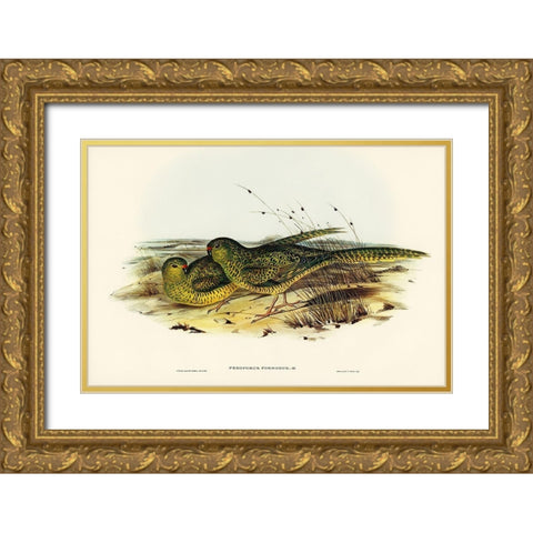 Ground Parakeet-Pezoporus formosus Gold Ornate Wood Framed Art Print with Double Matting by Gould, John