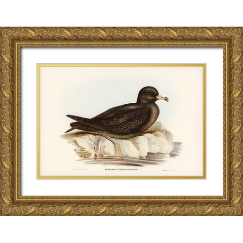 Fleshy-footed Petrel-Puffinus carneipes Gold Ornate Wood Framed Art Print with Double Matting by Gould, John