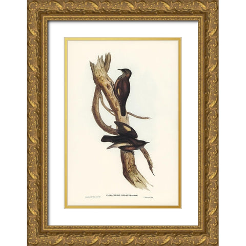 Black-tailed Tree-Creeper-Climacteris melanura Gold Ornate Wood Framed Art Print with Double Matting by Gould, John