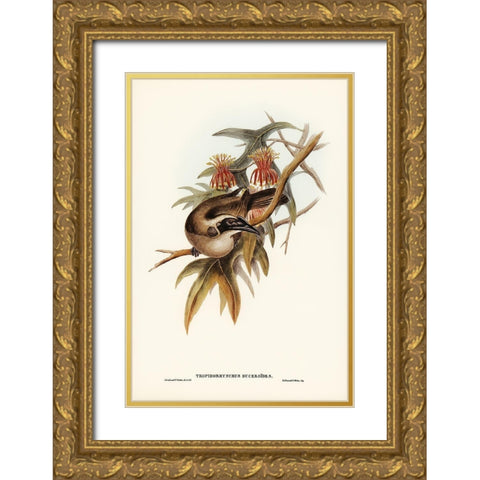 Helmeted Honey-eater-Tropidorhynchus Buceroides Gold Ornate Wood Framed Art Print with Double Matting by Gould, John