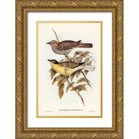 Yellow-bellied Sphecotheres-Sphecotheres flaviventris Gold Ornate Wood Framed Art Print with Double Matting by Gould, John