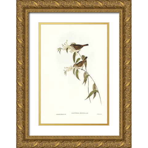 Ewingâ€™s Acanthiza-Canthiza Ewingii Gold Ornate Wood Framed Art Print with Double Matting by Gould, John