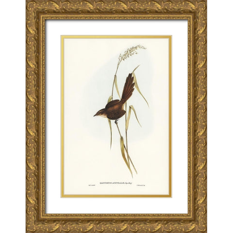 Bristle Bird-Dasyornis Australis Gold Ornate Wood Framed Art Print with Double Matting by Gould, John