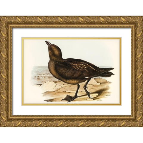 Skua Gull-Lestris Catarractes Gold Ornate Wood Framed Art Print with Double Matting by Gould, John
