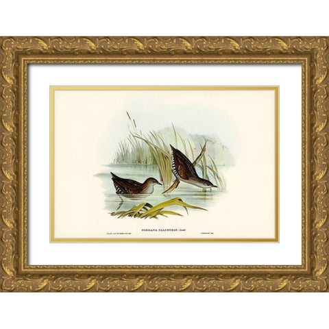 Water Crake-Porzana palustris Gold Ornate Wood Framed Art Print with Double Matting by Gould, John