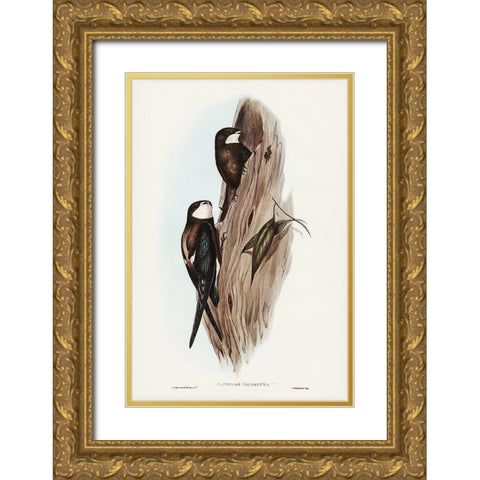 Australian Spine-tailed Swallow-Acanthylis caudacuta Gold Ornate Wood Framed Art Print with Double Matting by Gould, John