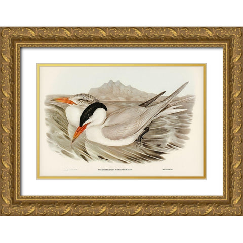 Powerful Tern-Sylochelidon strenuus Gold Ornate Wood Framed Art Print with Double Matting by Gould, John