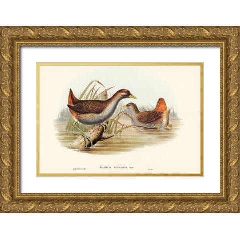 Rufous-vented Gallinule-Gallinula ruficrissa Gold Ornate Wood Framed Art Print with Double Matting by Gould, John