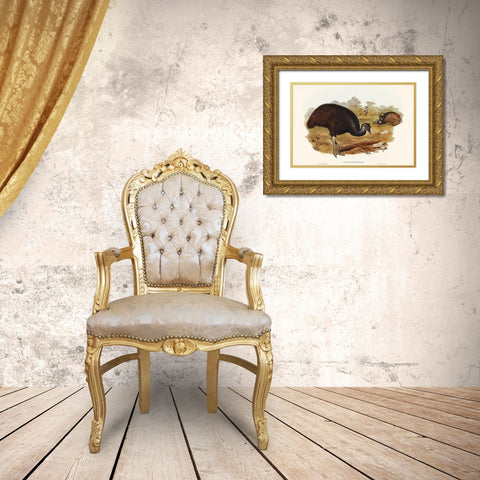 Bennetts Cassowary-Casuarius Bennetti Gold Ornate Wood Framed Art Print with Double Matting by Gould, John