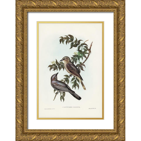 Jardineâ€™s cuckooshrike-Campephaga Jardinii Gold Ornate Wood Framed Art Print with Double Matting by Gould, John