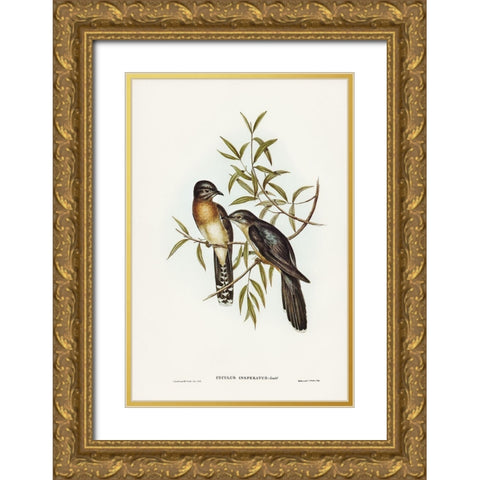 Brush Cuckoo-Cuculus insperatus Gold Ornate Wood Framed Art Print with Double Matting by Gould, John