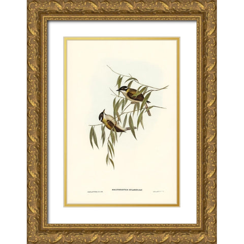 Black-throated Honey-eater-Melithreptus gularis Gold Ornate Wood Framed Art Print with Double Matting by Gould, John
