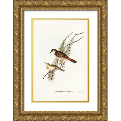 Rufous-tinted Songlark-Cincloramphus rufescens Gold Ornate Wood Framed Art Print with Double Matting by Gould, John