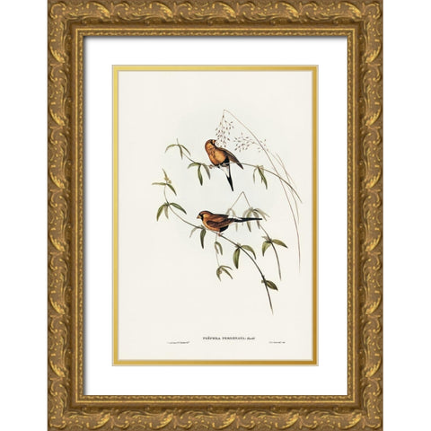 Masked Grass Finch-Poephila personata Gold Ornate Wood Framed Art Print with Double Matting by Gould, John