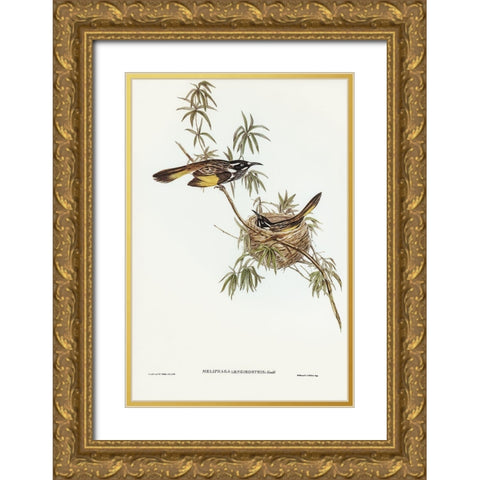 Long-billed Honey-eater-Meliphaga longirostris Gold Ornate Wood Framed Art Print with Double Matting by Gould, John