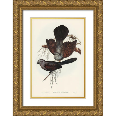 Grey Struthidea-Struthidea cinerea Gold Ornate Wood Framed Art Print with Double Matting by Gould, John