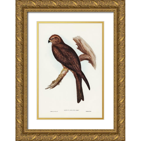 Allied Kite-Milvus affinis Gold Ornate Wood Framed Art Print with Double Matting by Gould, John