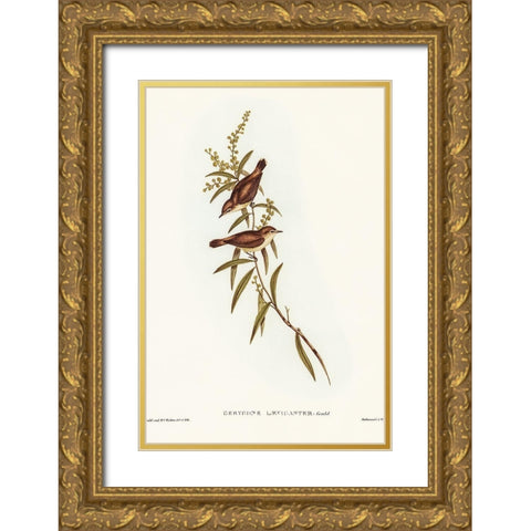 Buff-breasted Gerygone-Gerygone laevigaster Gold Ornate Wood Framed Art Print with Double Matting by Gould, John