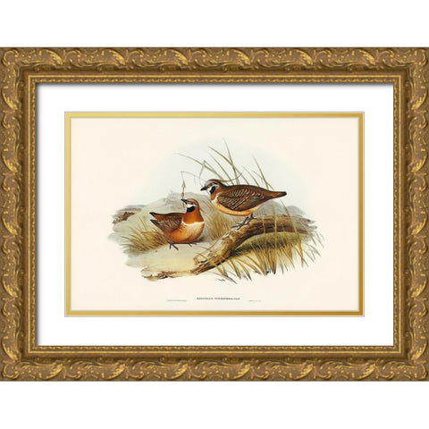 Plumed Partridge Bronze-wing-Geophaps plumifera Gold Ornate Wood Framed Art Print with Double Matting by Gould, John