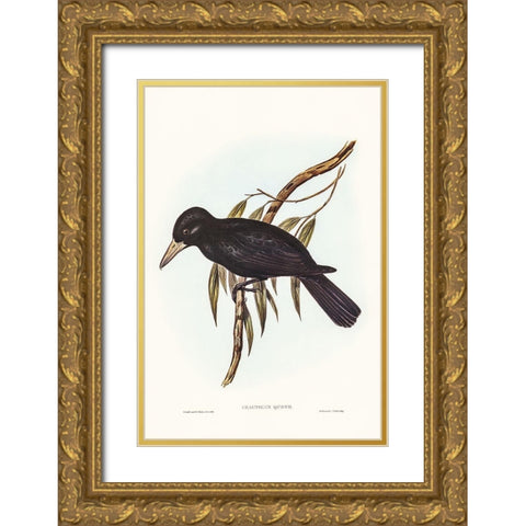 Quoyâ€™s Crow-Shrike-Cracticus Quoyii Gold Ornate Wood Framed Art Print with Double Matting by Gould, John